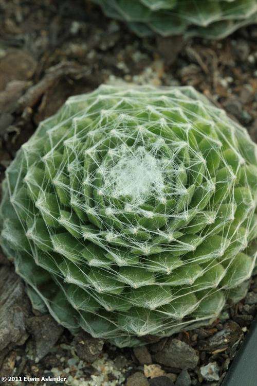 Sempervivum arachnoideum - "Spiderweb Houseleek" (plants)