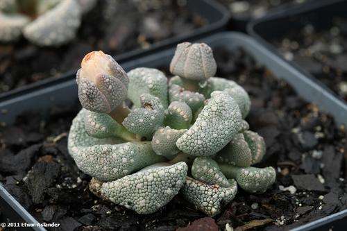 aloinopsis lodewyckii
