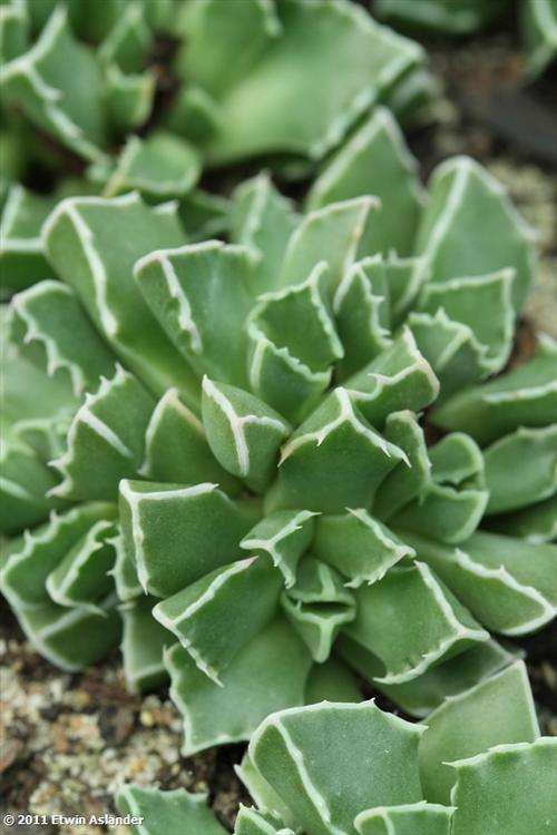 Faucaria boscheana (plants)