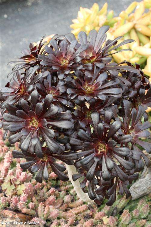 aeonium arboreum swarzkopf