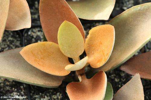 kalanchoe orgyralis