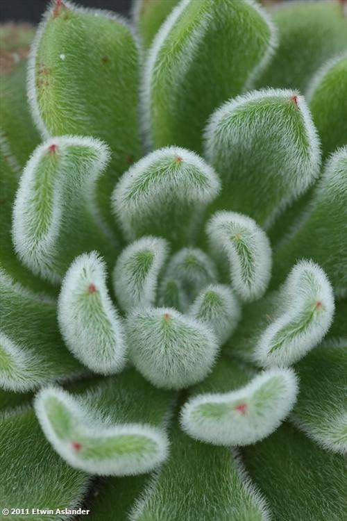 Echeveria setosa "Doris Taylor"  (live plants)