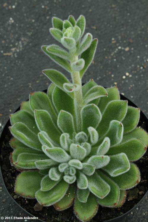 echeveria setosa