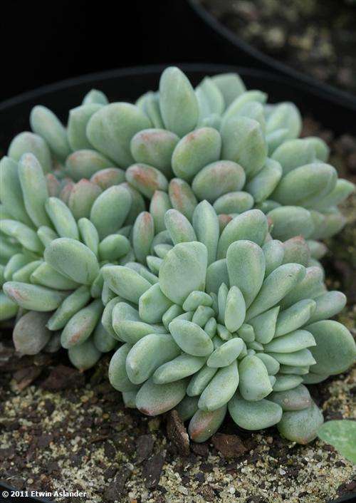 echeveria amoena cristate