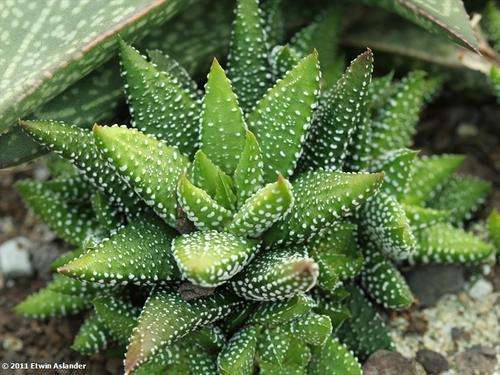 haworthia attenuata Enon