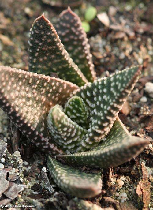 haworthia ruby glow