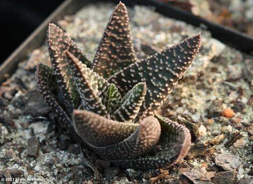 haworthia ruby glow