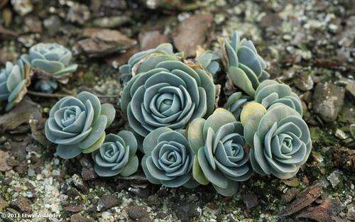 Orostachys furusei (plants)