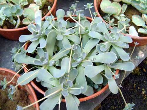 orostachys furusei