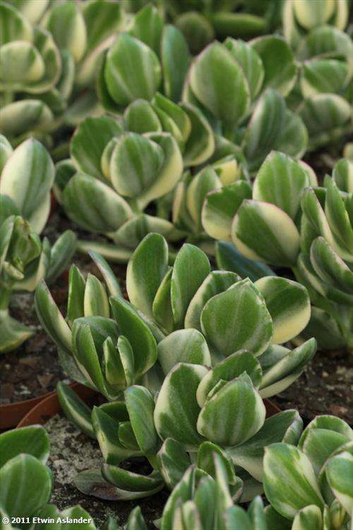 crassula ovata obliqua