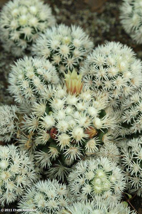 Mammillaria gracilis "Arizona Snowcap"  (plants)
