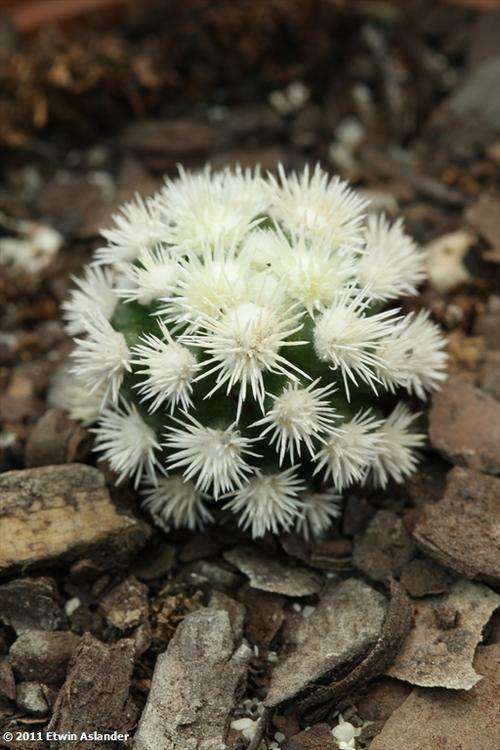 mammillaria gracilis arizona snowcap