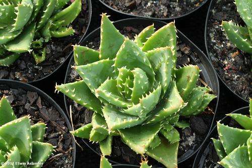 aloe mitriformis x brevifolia