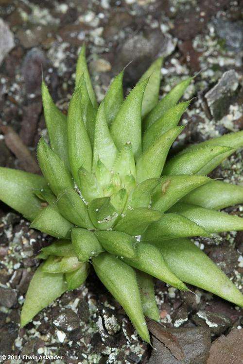 haworthia chloracantha