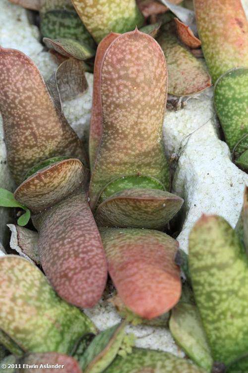 Gasteria croucheri  (plants)