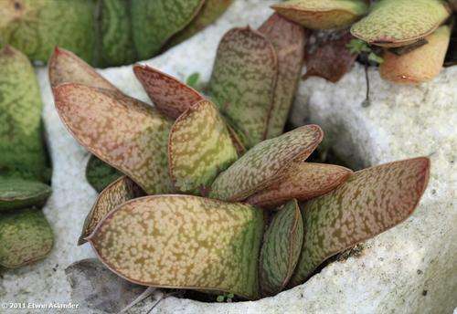 gasteria croucheri