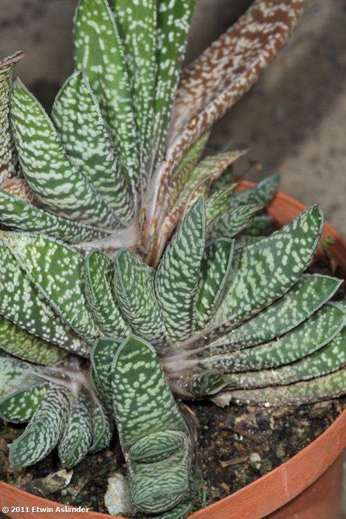 gasteria carinata var. verrucosa