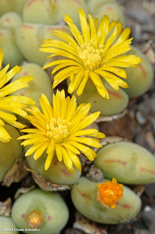 Conophytum meyeri (live plants)