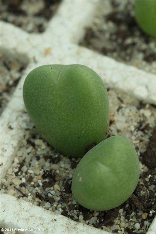 conophytum meyeri