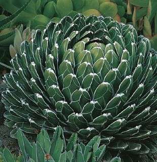 Agave victoria-reginae (plants)