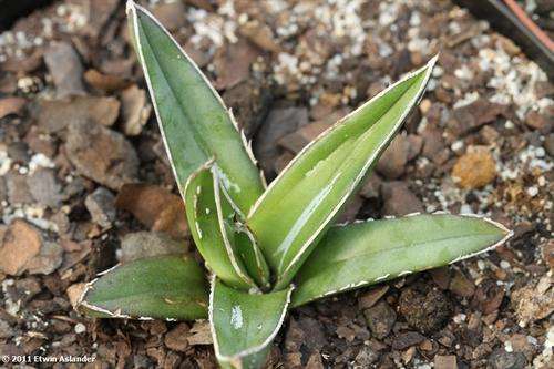 agave victoria reginae