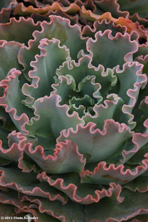 echeveria blue curls