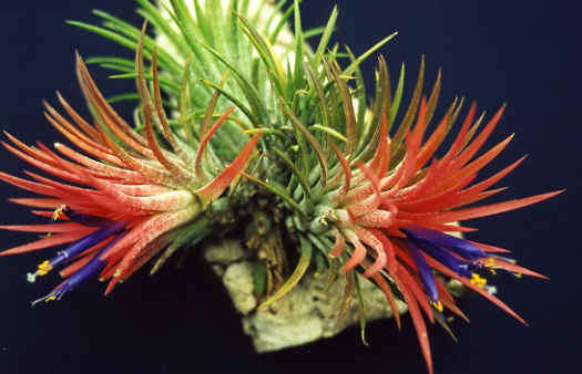 Tillandsia ionantha "Rubra"