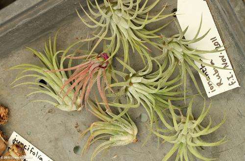 tillandsia ionantha rubra