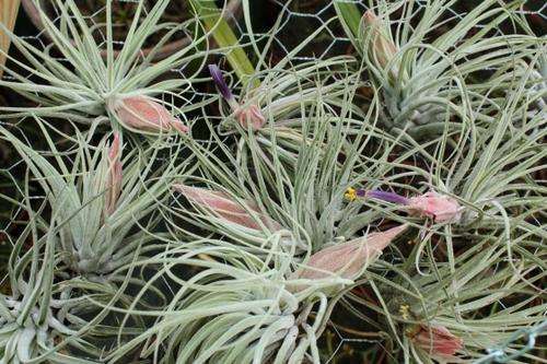 Tillandsia oaxacana  (plants)