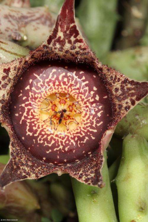 Orbea hardyi  (plants)