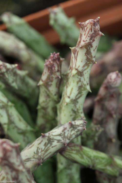 Orbea hardyi,
