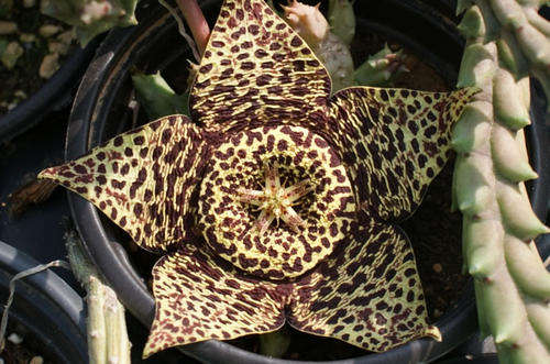Orbea variegata  (plants)