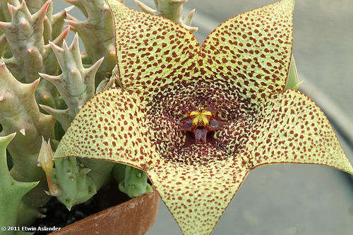 Orbea verrucosa  (plants)