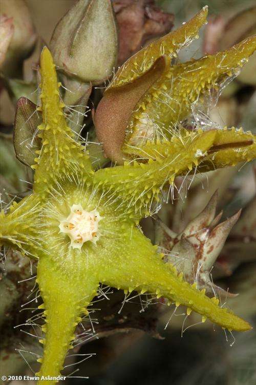 Orbea dummeri  (plants)