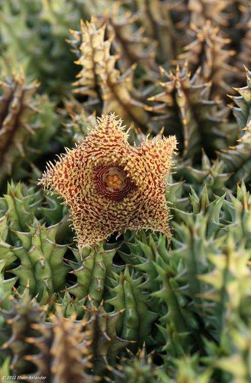 huernia hystrix