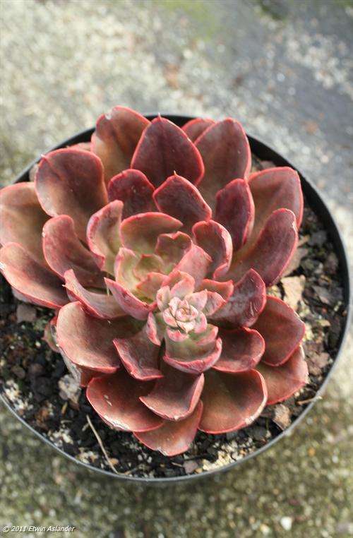 Echeveria Painted Frills (plants)
