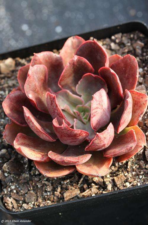 echeveria painted frills