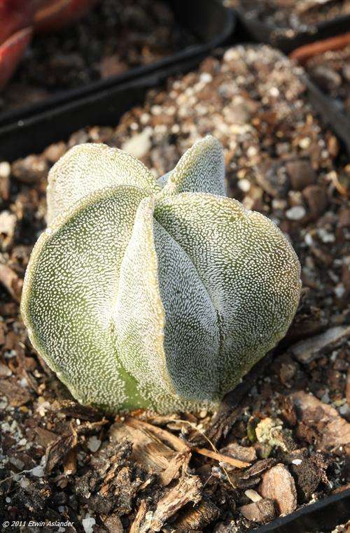 Astrophytum myriostigma "Bishop's Cap Cactus" (live plants)