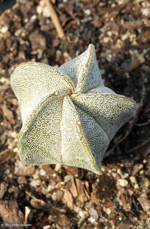 astrophytum myriostigma