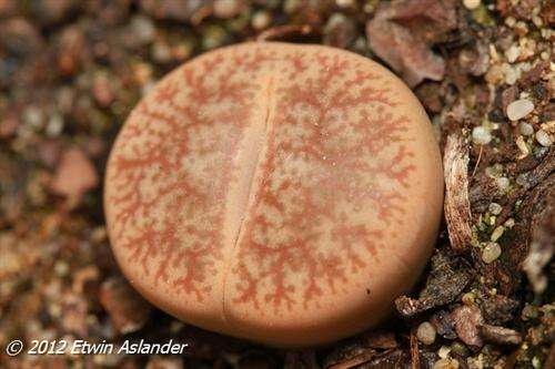 Lithops pseudotruncatella var. archeri -red/brown form (plants not seeds)