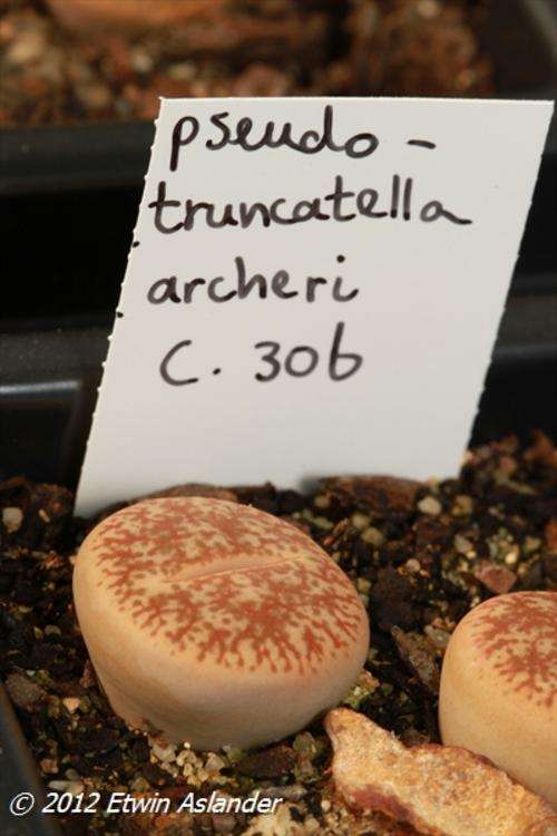 lithops pseudotruncatella ssp. archeri