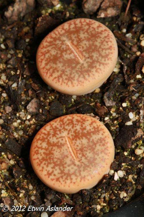 lithops