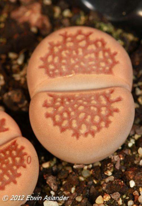 Lithops hallii var. ochraceae (plants not seeds)