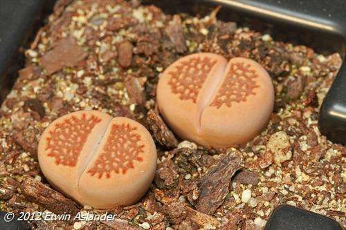 lithops hallii var. ochraceae