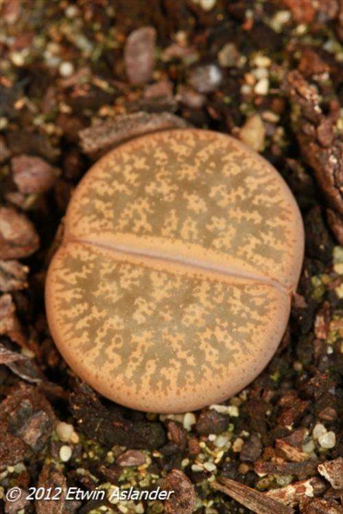lithops lesliei
