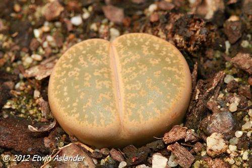 lithops