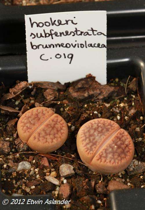 Lithops hookeri var. subfenestrata "Brunneoviolacea" (plants not seeds)