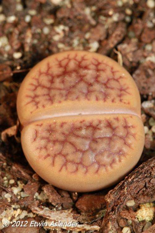 lithops