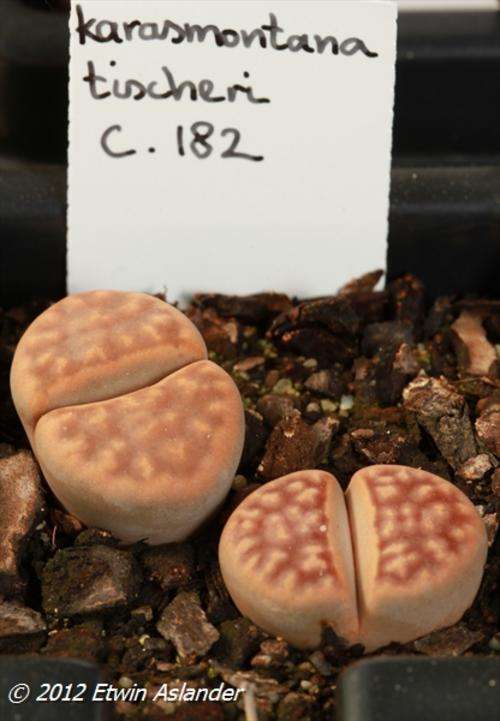 Lithops karasmontana var. tischeri (plants not seeds) Cole182