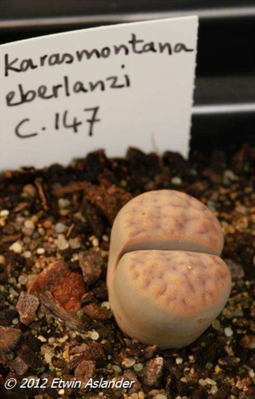 Lithops karasmontana var. eberlanzii (plants not seeds) Cole147